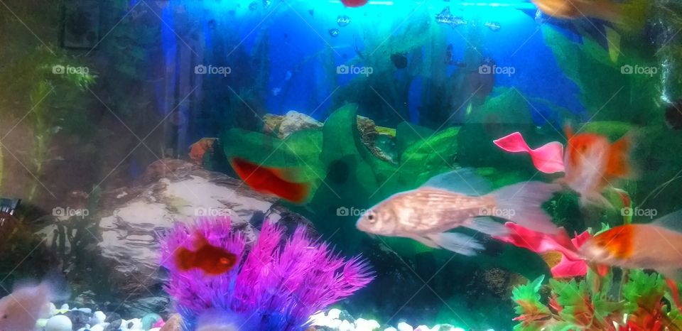 beautiful fish in fish tank