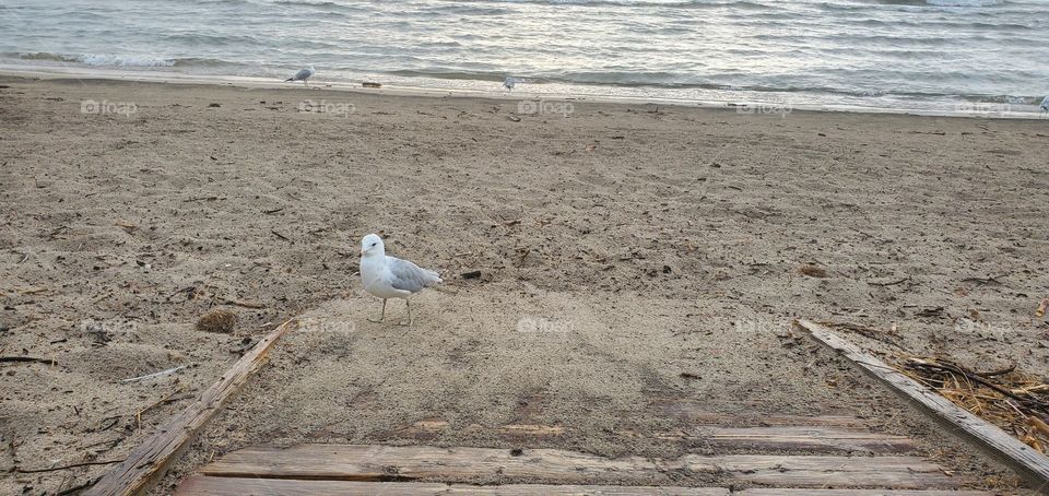 seagull