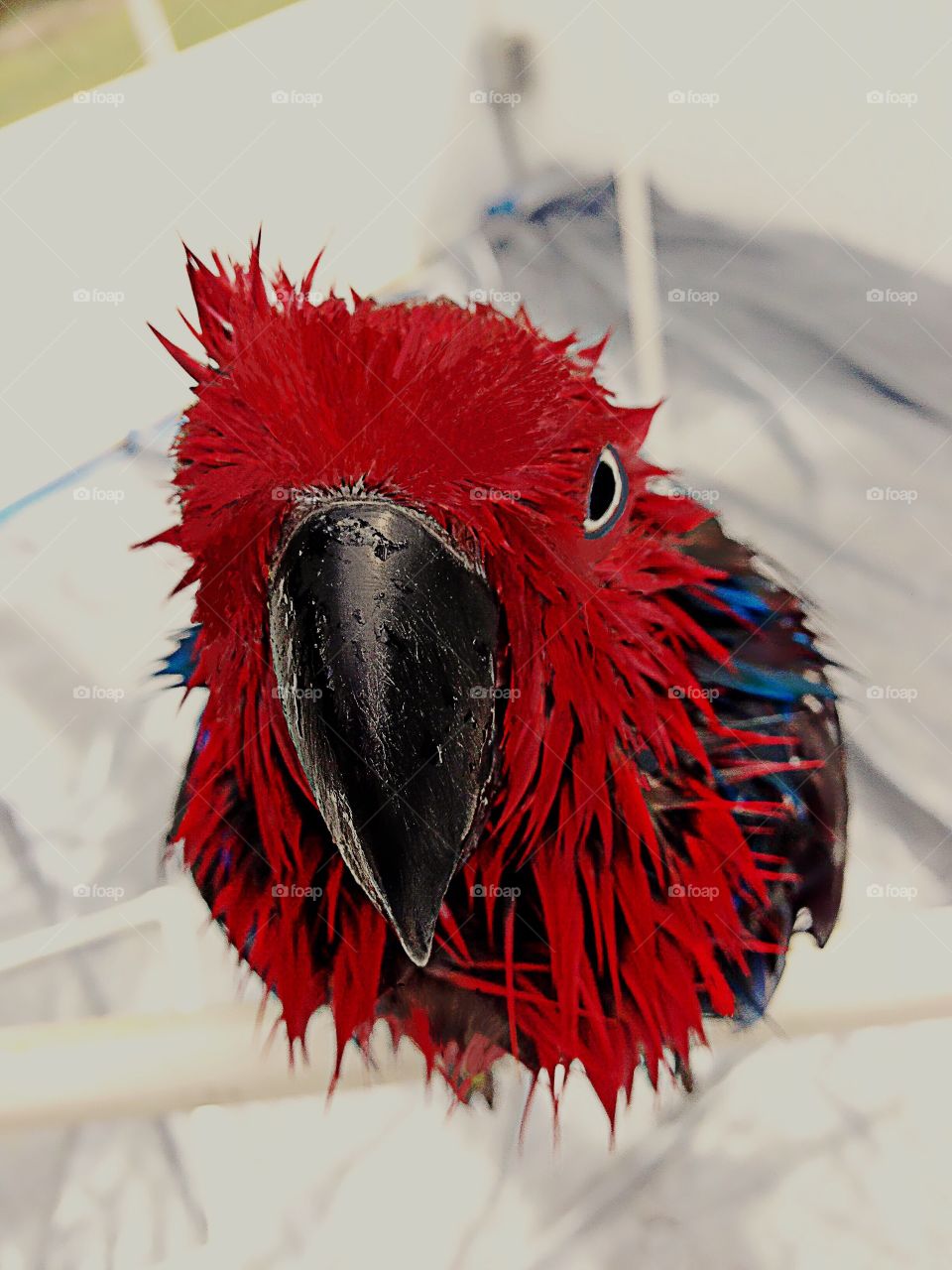 Adorable red Parrot after a bath,  having a bad hair day.