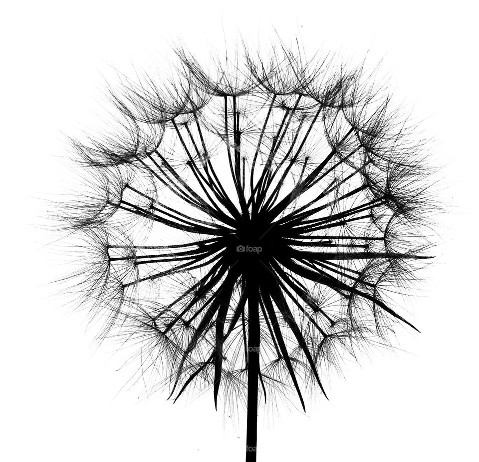 Black & White dandelion, clock, make a wish, seeds, seedlings 