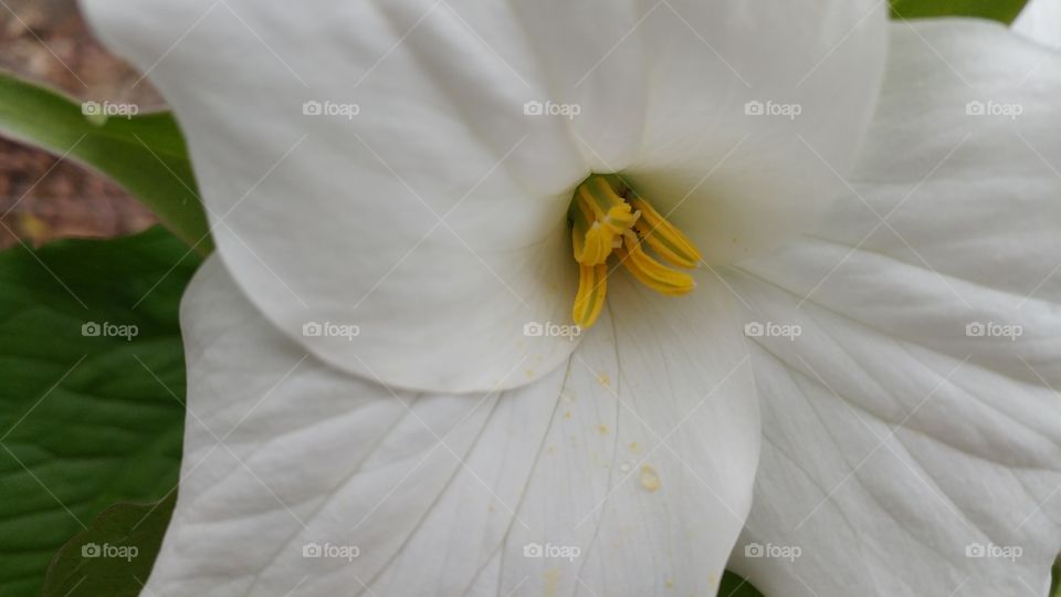 an up close flower pic