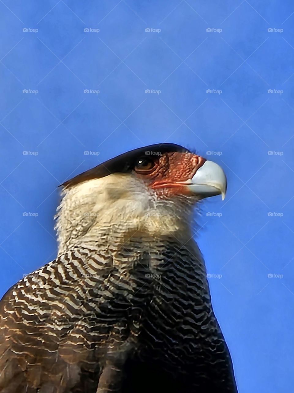 Crested Caracara close up