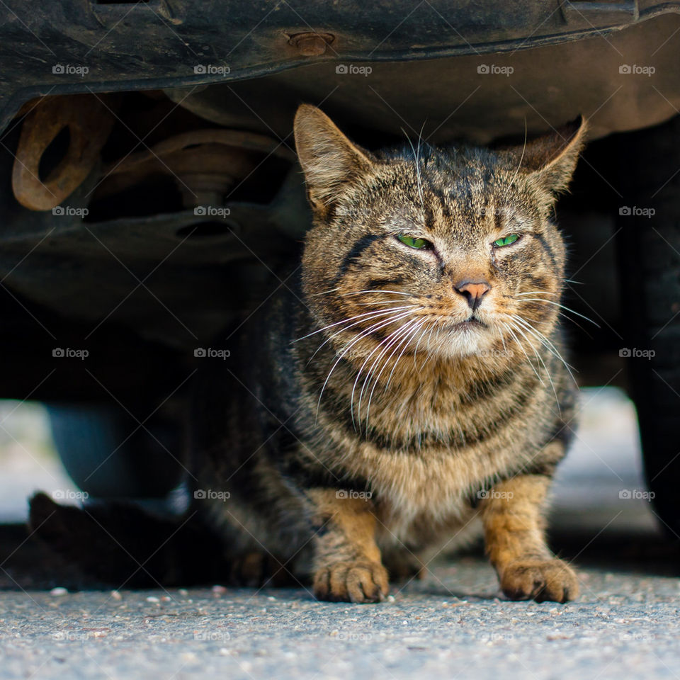 cat hiding under the car
