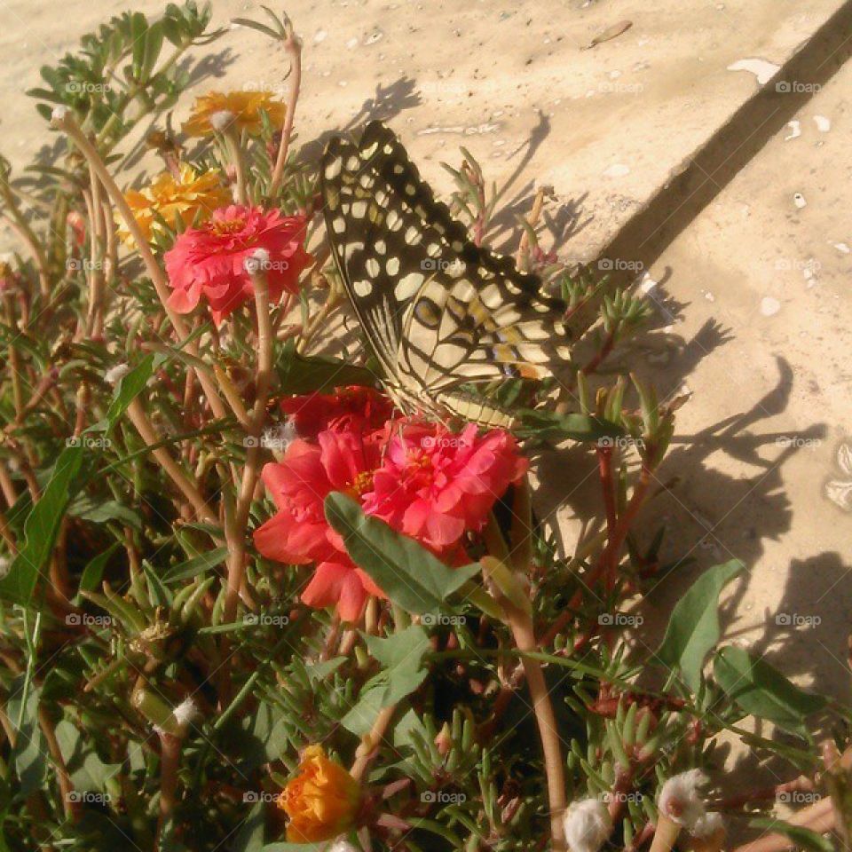 Flower،the butterfly