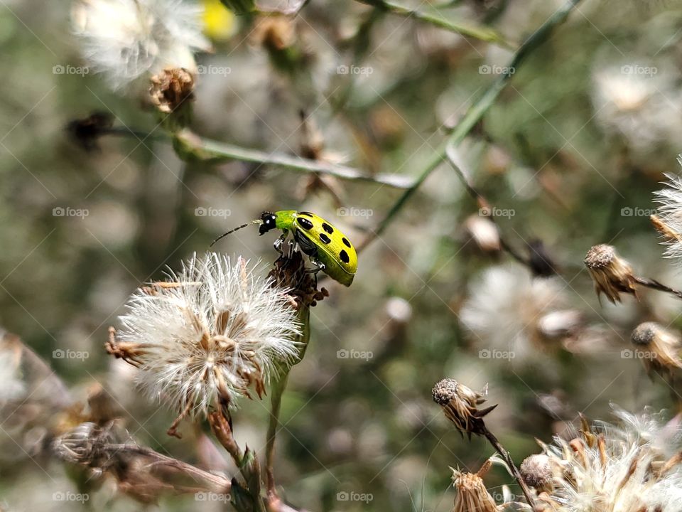 Yellow spotted cucumber beetle on dry wildflower