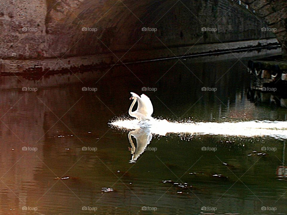 Swan in Milan @ "Darsena"