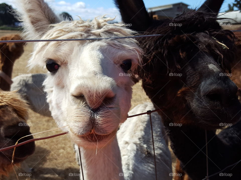 Close-up of portrait alpacas