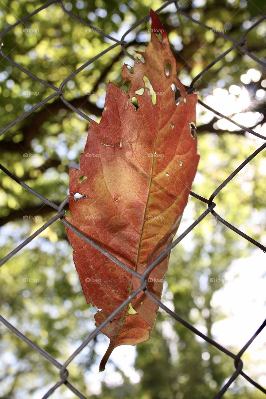 It is a brown autumn leaf. I have hung it on the fence. Trees are seen in the background. A very nice autumn image.