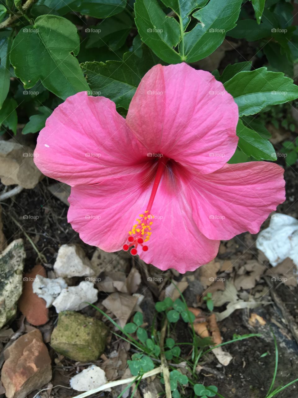 This is in one of my flower gardens in the front yard. This is the first bloom of the year!