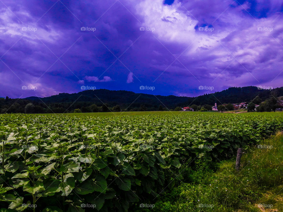 sunflowers