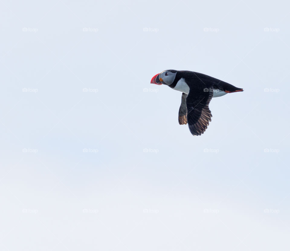 Atlantic puffin flying near Reyakjavik, Iceland