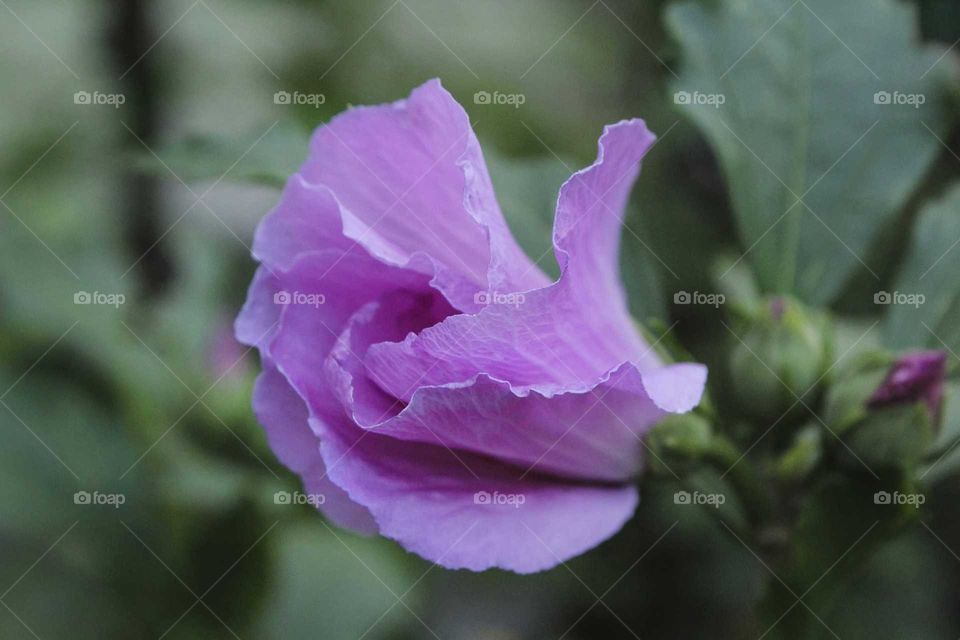 Purple flower in the garden