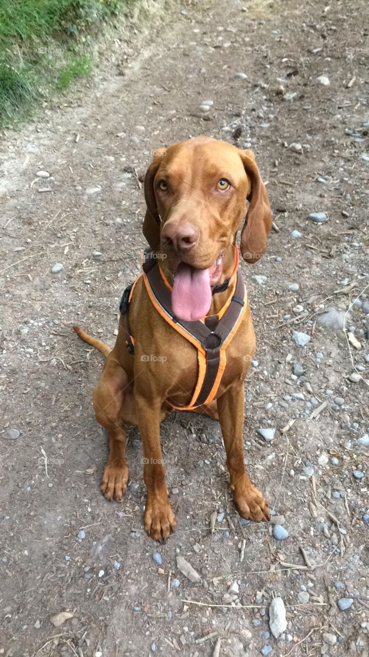 Hund, Haustier, Garten, Vizsla, Süß, Freundschaft, Natur, Sitzen, Zunge