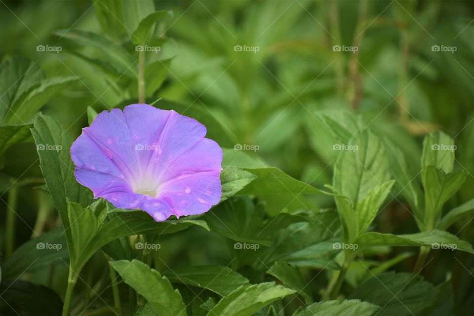 Morning Glory with dew, luminous 