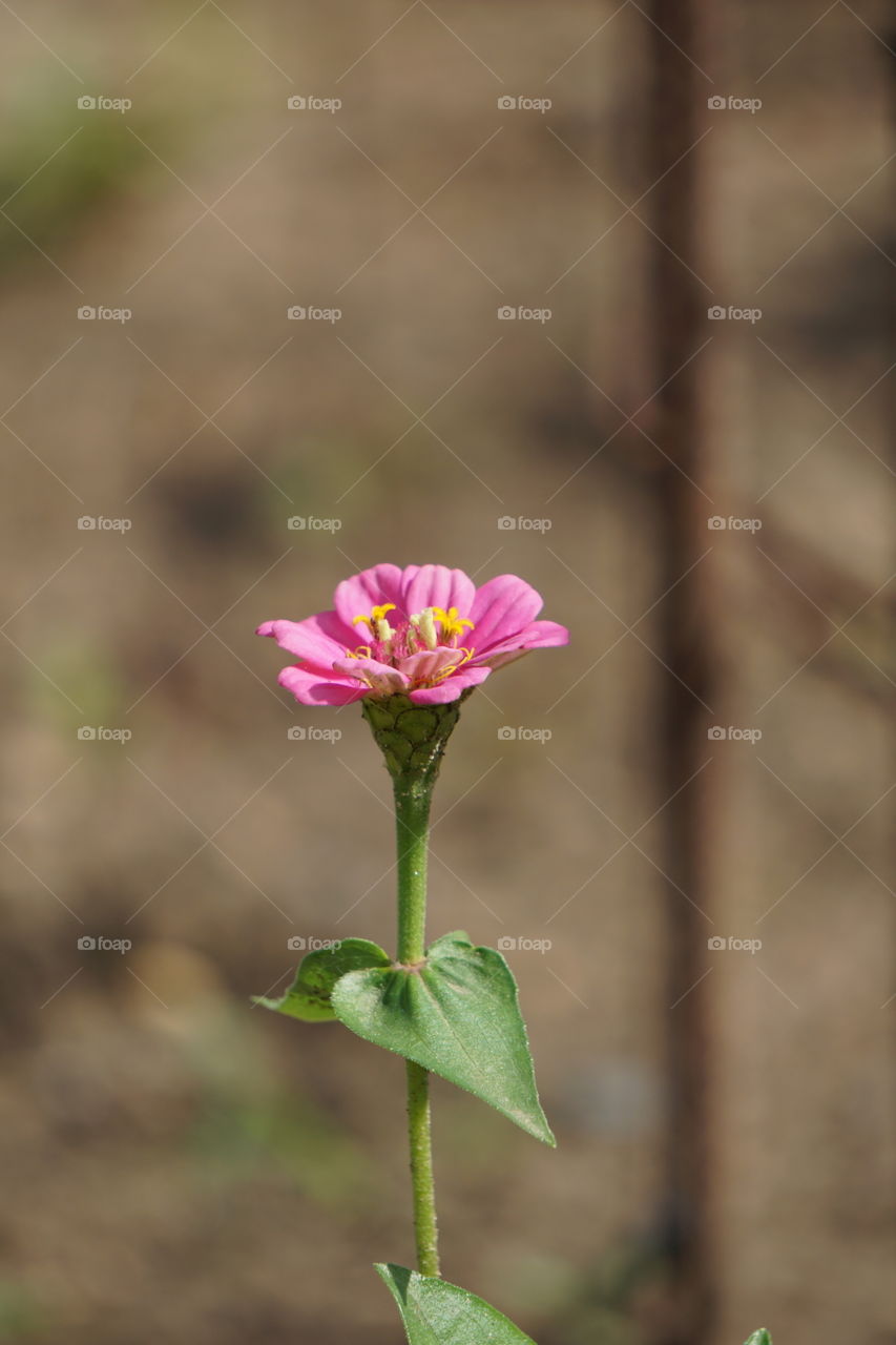 Zinnias add a “zip” of color. 