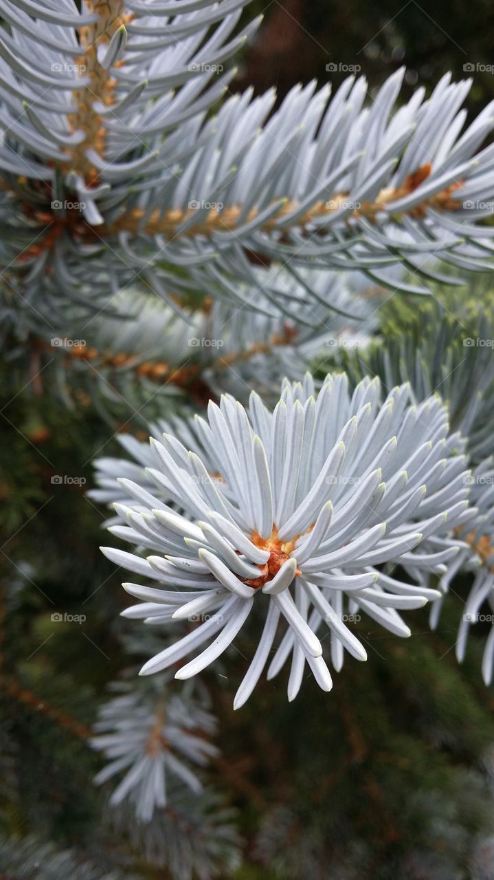 pine tree detail