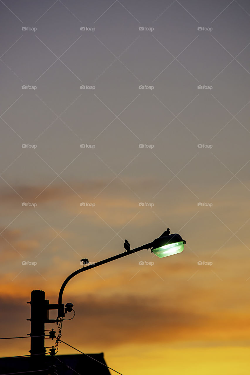 Black silhouettes of birds on Street lighting and background sunset light reflected with the cloud.