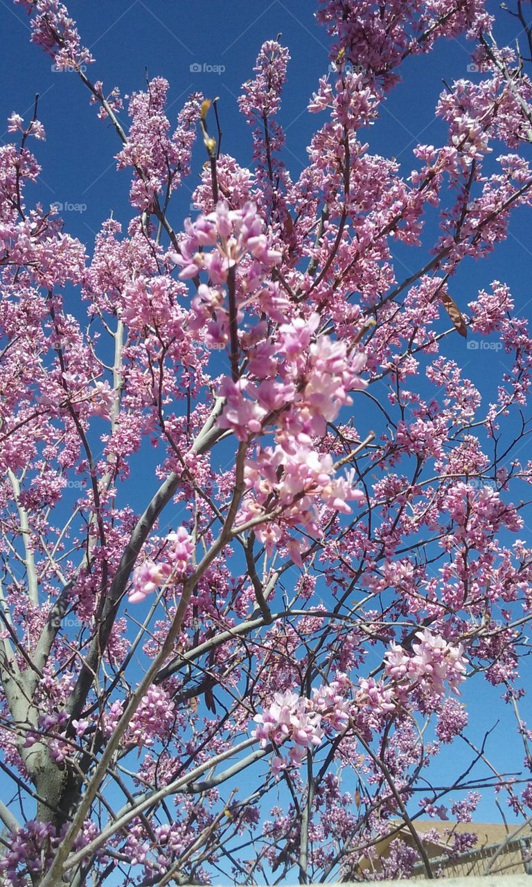 cherry blossom  trees
