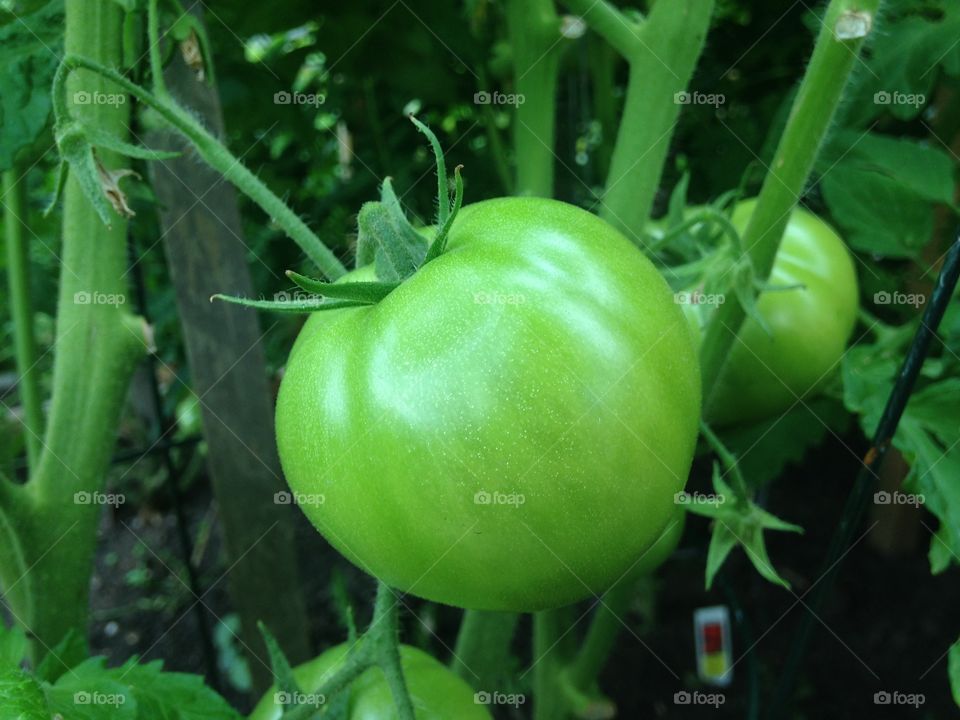 Green tomato 