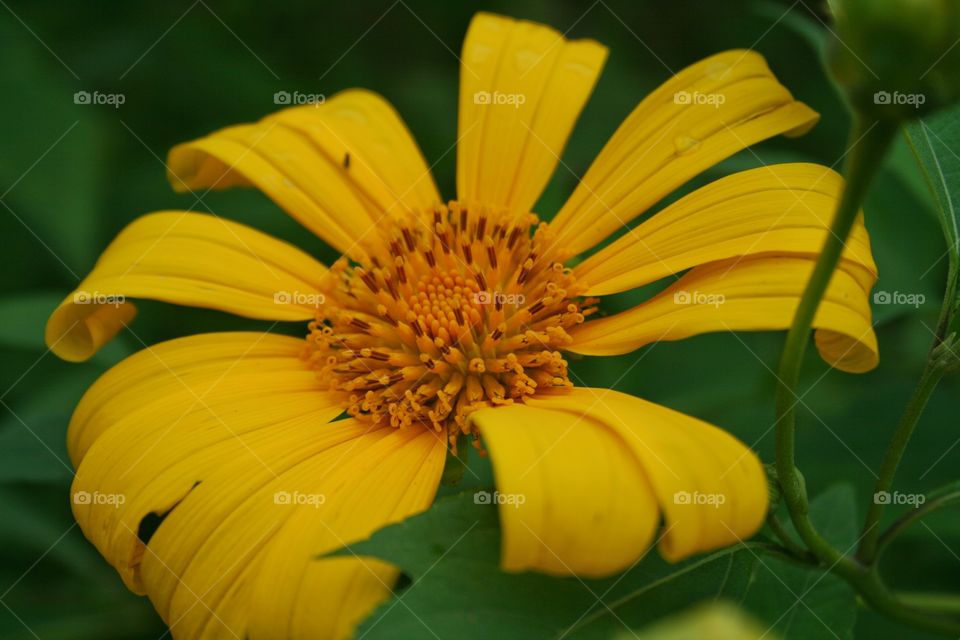 Yellow fresh flower
