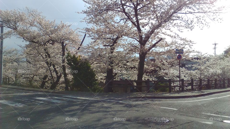 Cherry blossoms in the city