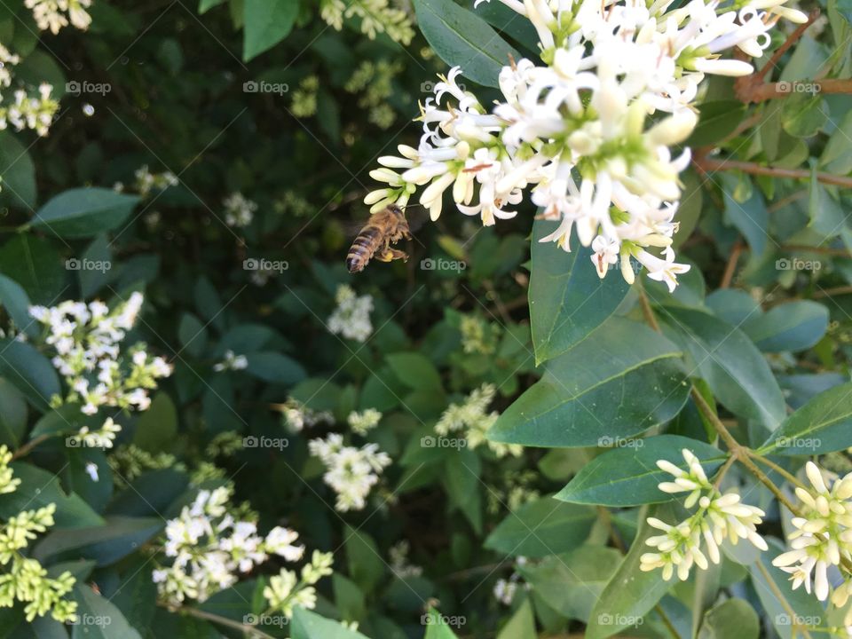 Bee in flight