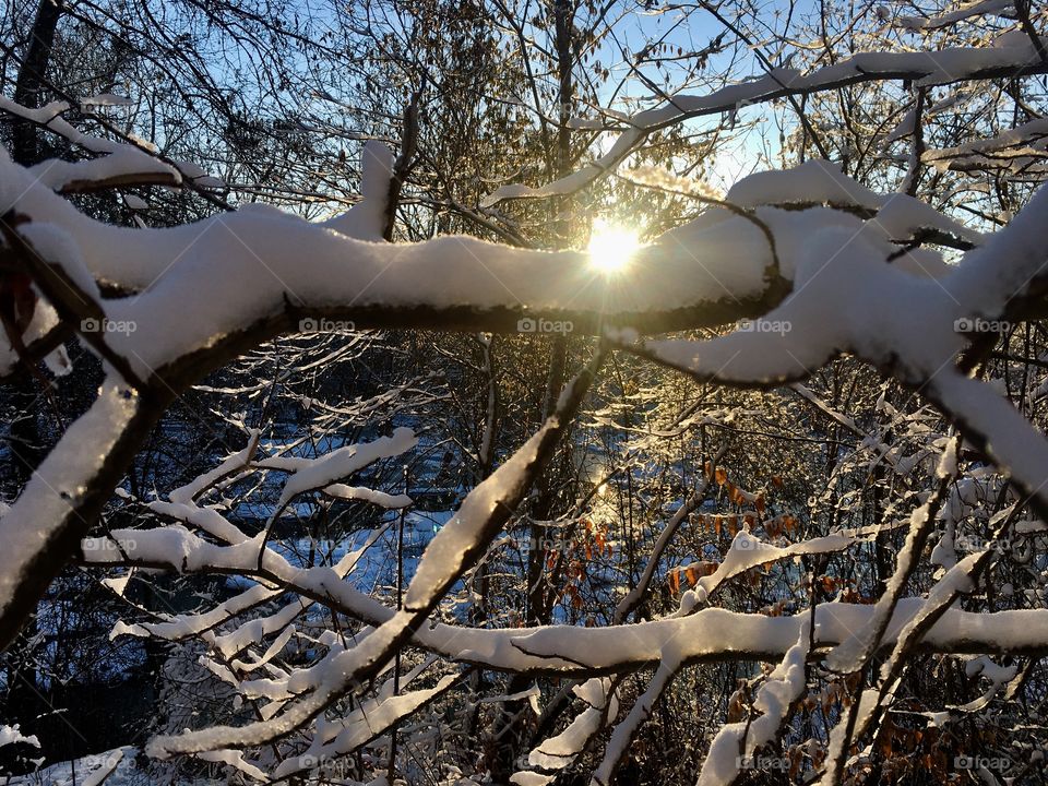 Snow covered branches backlit by the early morning sun