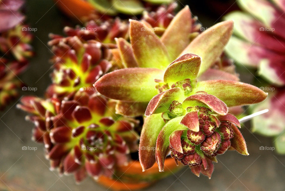 garden flora flower by lgt41