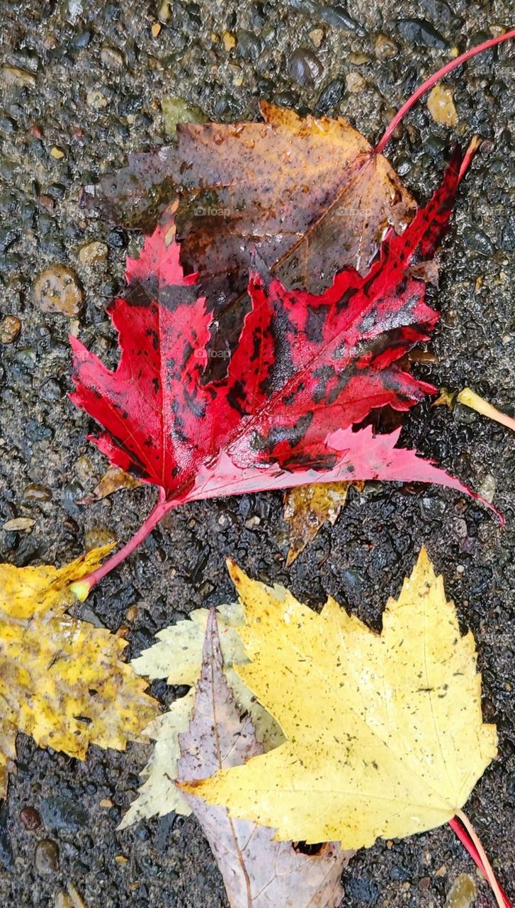 bold red black and yellow fallen leaves on the ground in Oregon on an Autumn afternoon