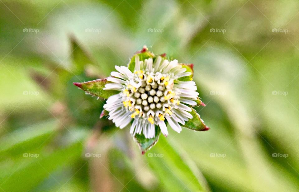 Beautiful little white flower