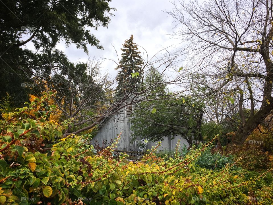 Cottage in the woods