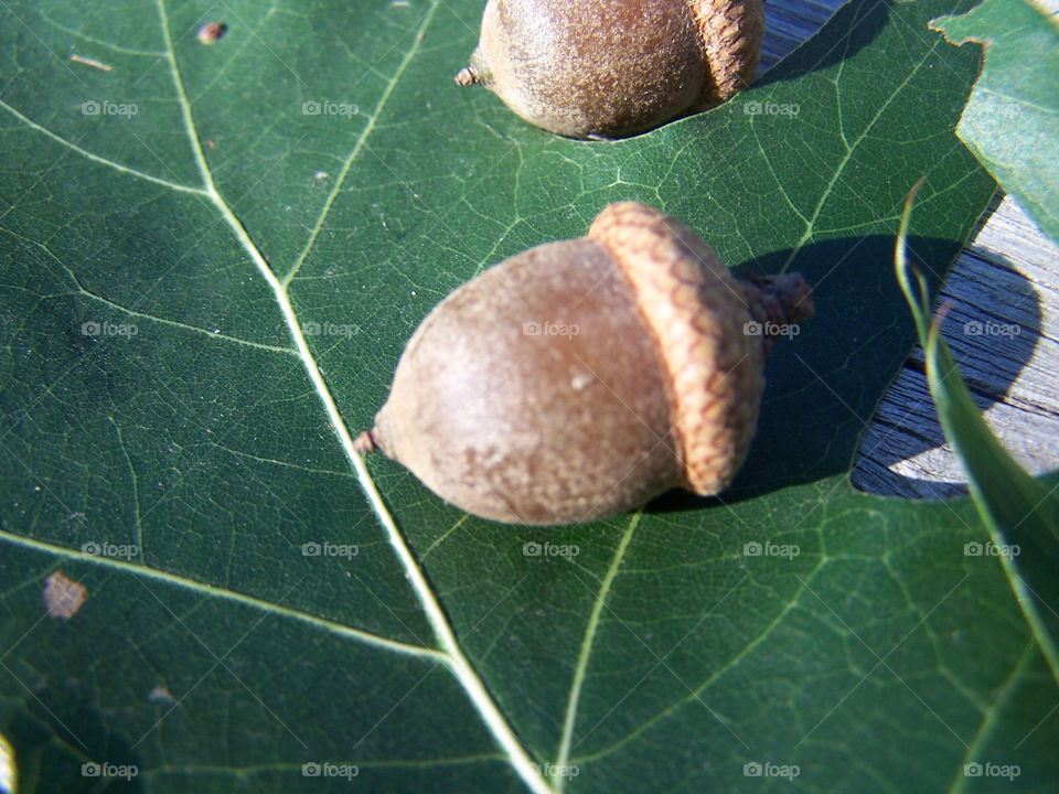 green nature leaf brown by ashley77
