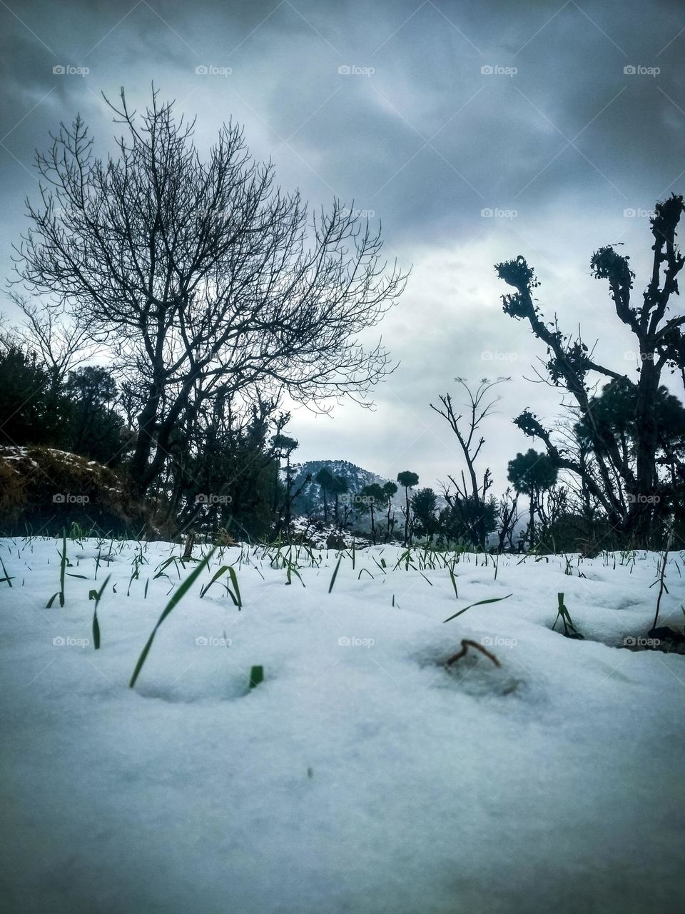 snow in the village.