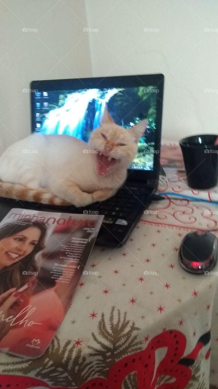 OTTO meu assistente 🥰