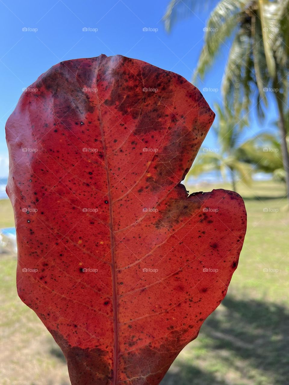 Magenta leave close up against palm tree 