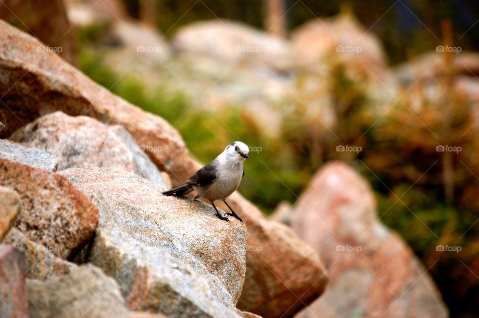 bird rock group1 by refocusphoto