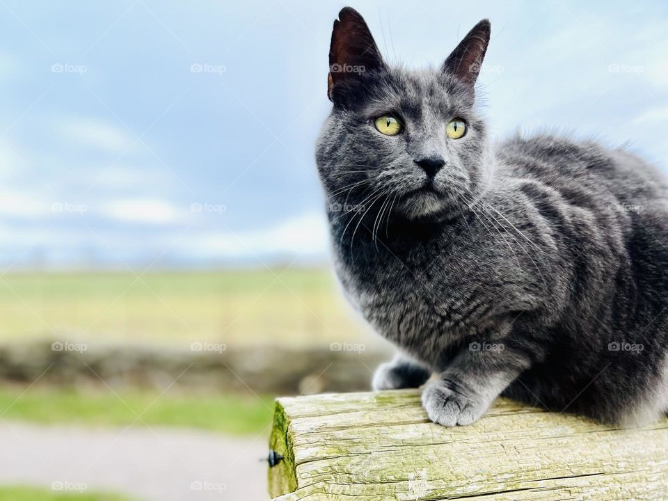 Beautiful gray cat sitting outdoors on a wooden fence 