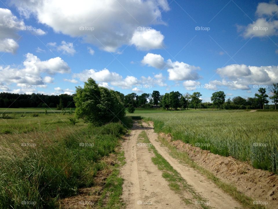 Summer countryside 