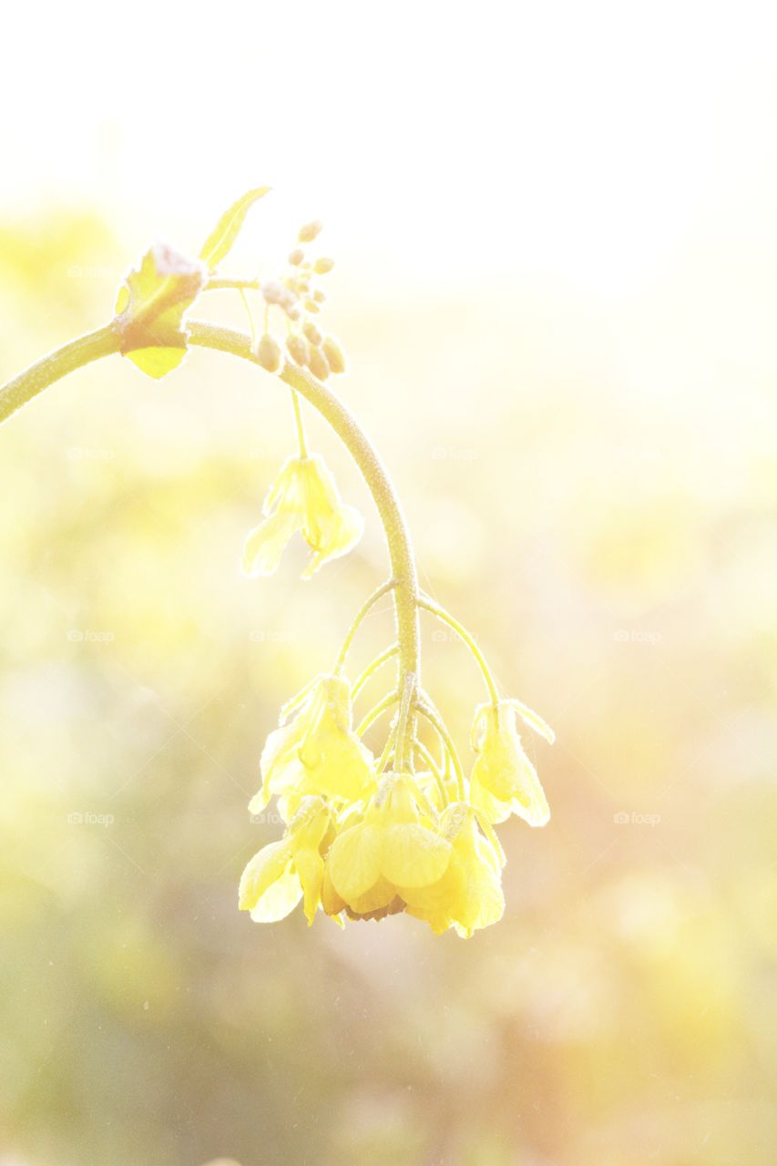 A high key yellow rapeseed flower on a sunny morning.