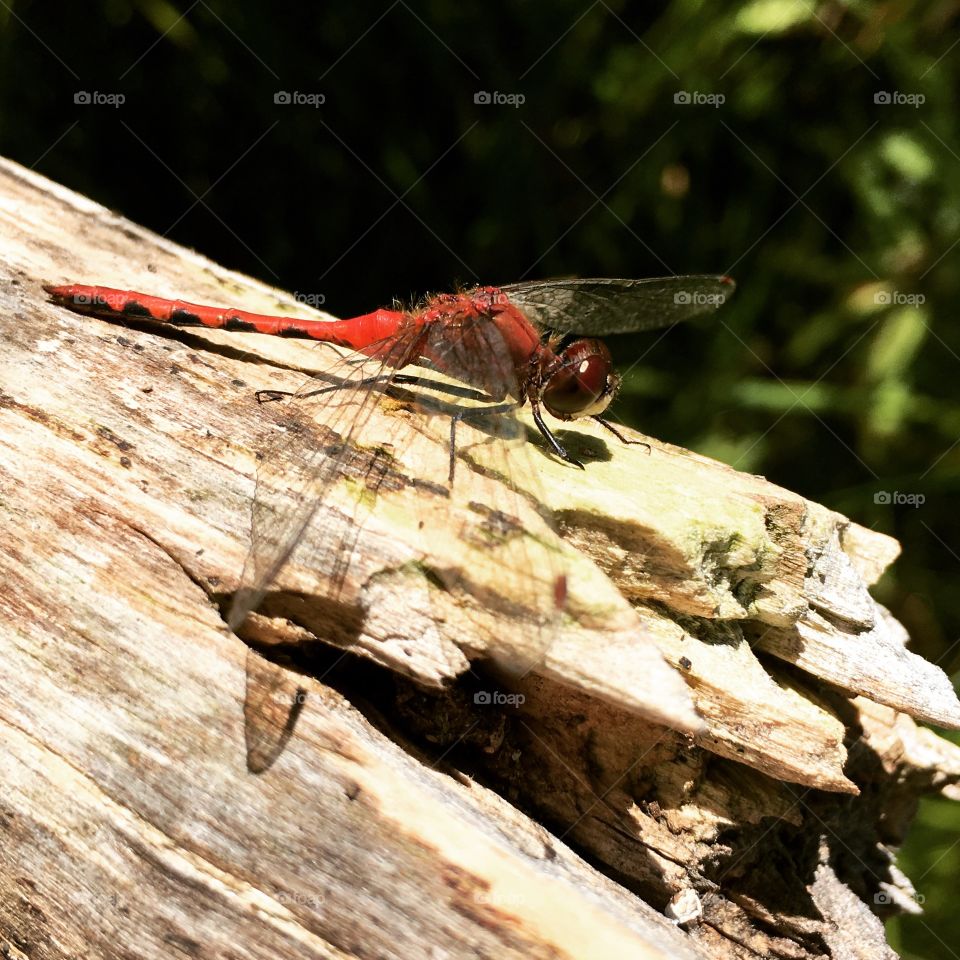 Dragonfly on a Log