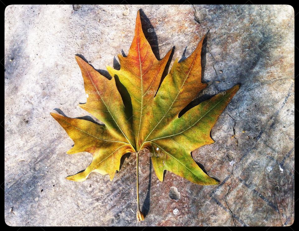 Maple Leaf