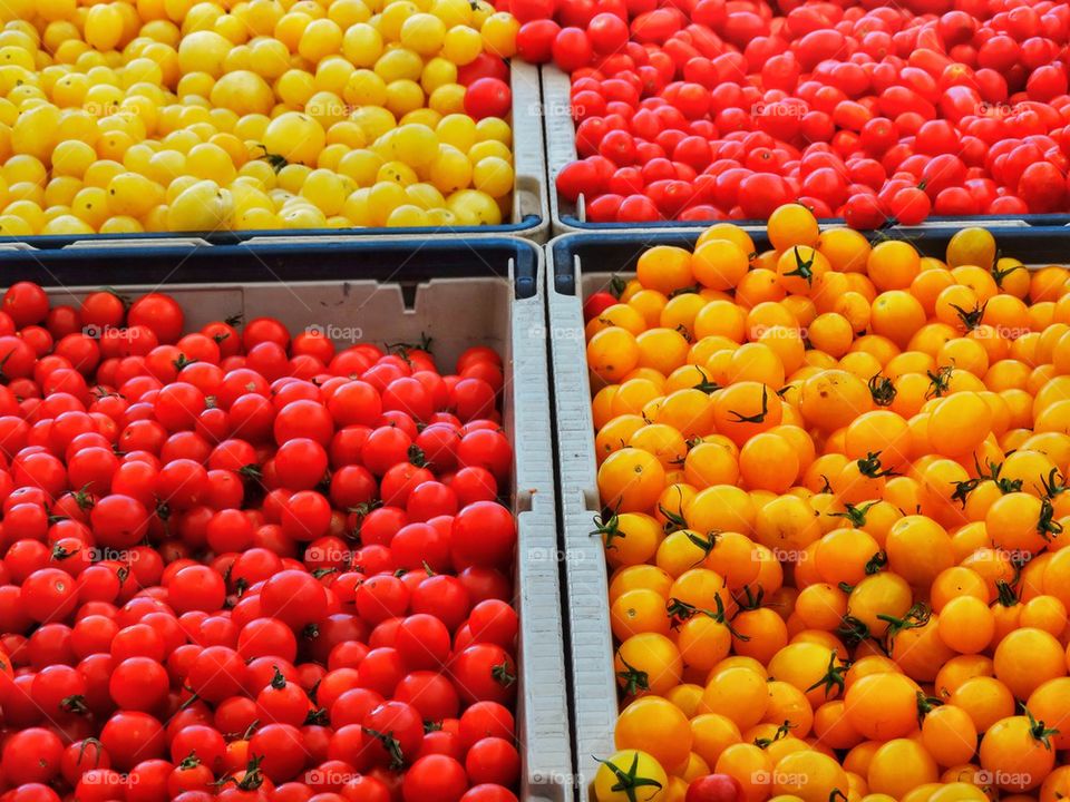 Fresh Multi-Colored Tomatoes