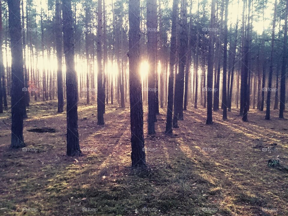 sunshine forest