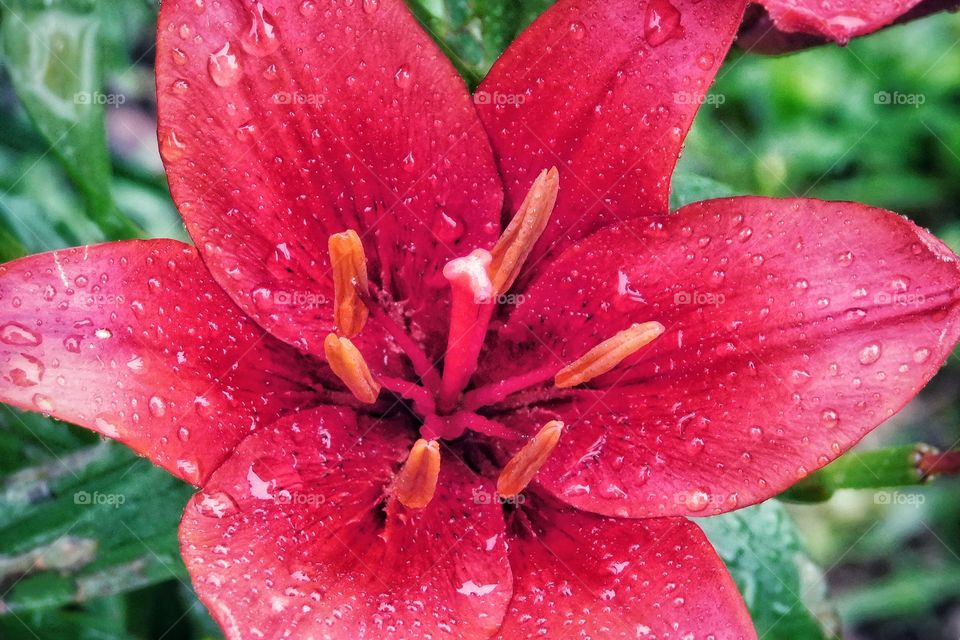 Raindrops on an Asiatic lily 