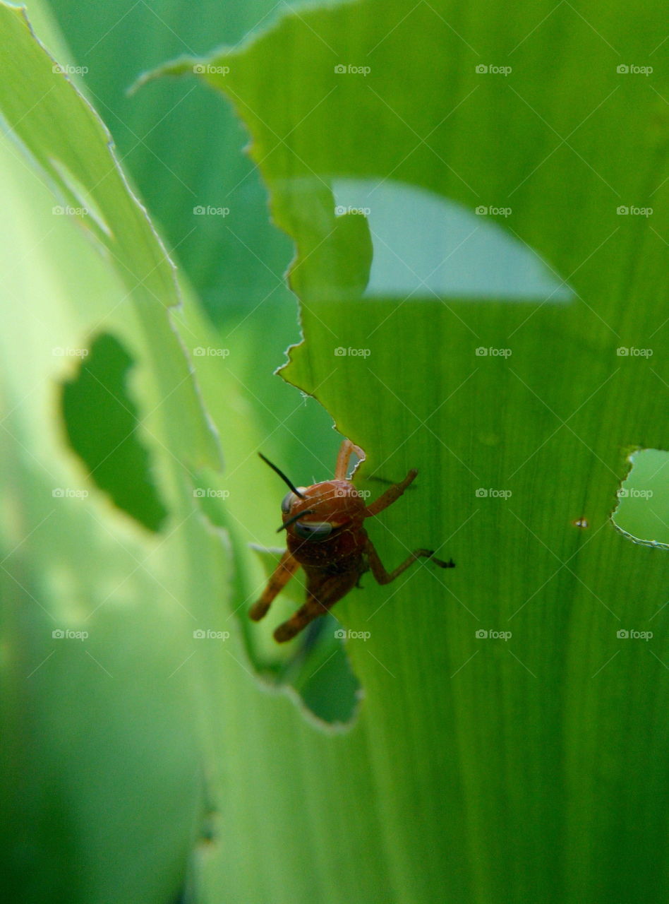 Insect, Leaf, No Person, Nature, Beetle