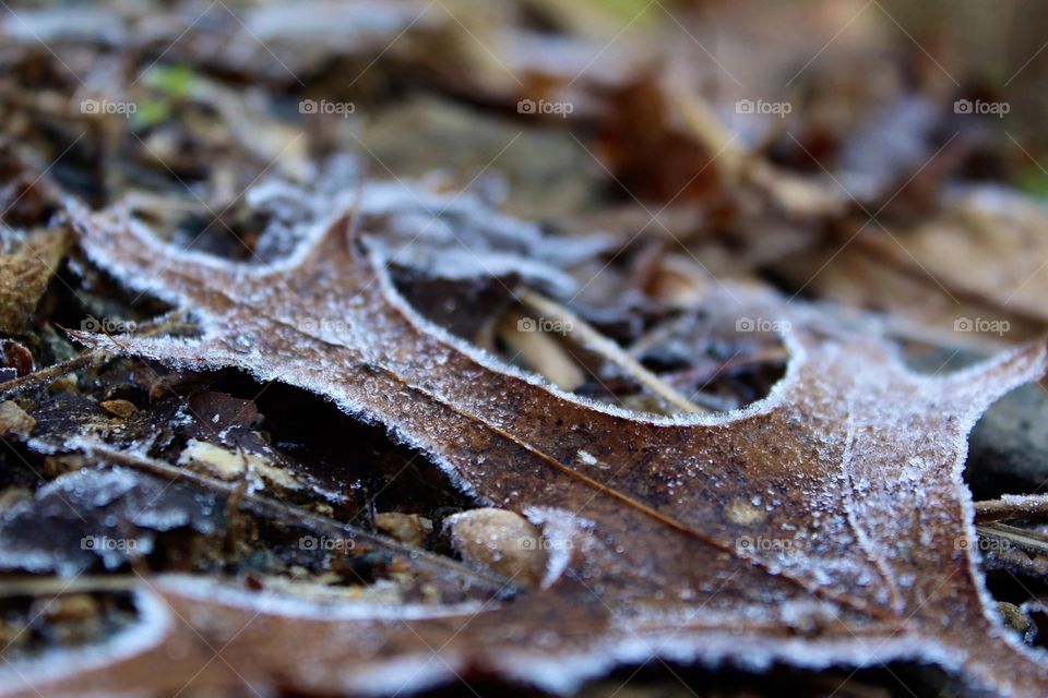 Frosted leaf 