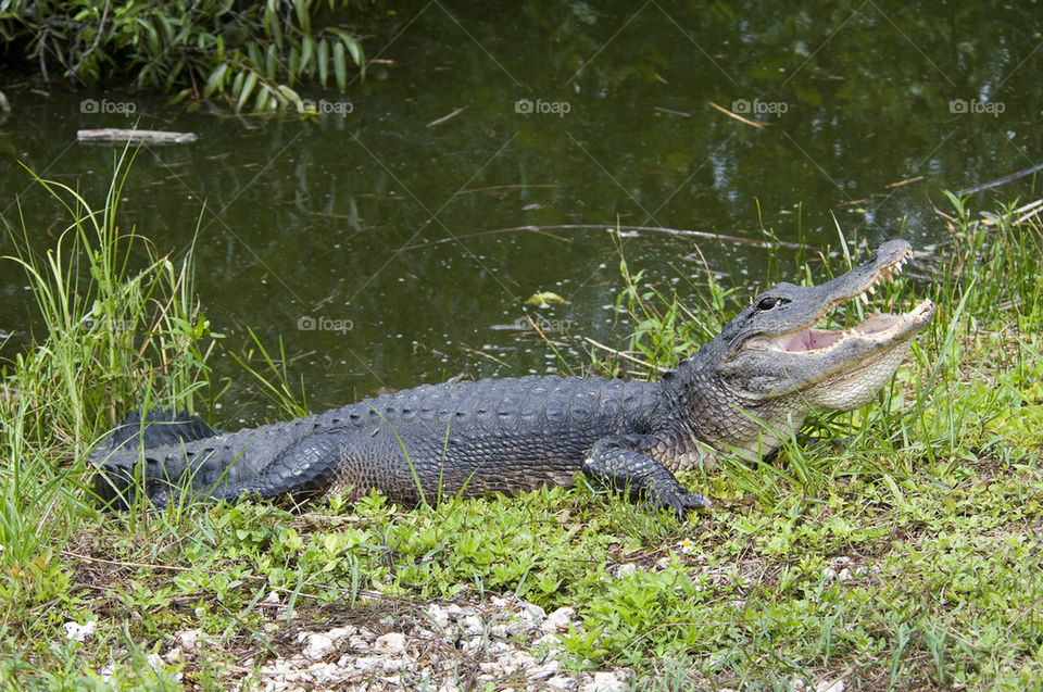 Alligator on the bank.