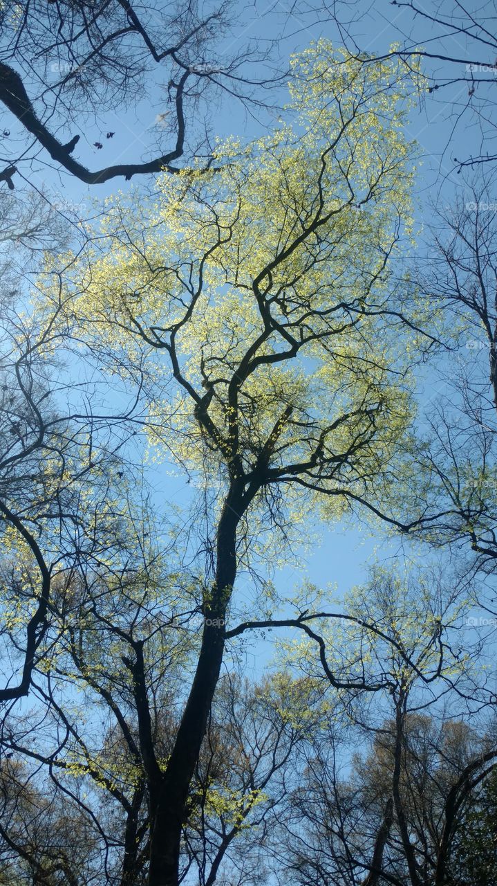 Tree, Branch, Wood, Landscape, Trunk