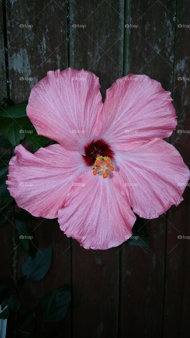 pink hibiscus in detail