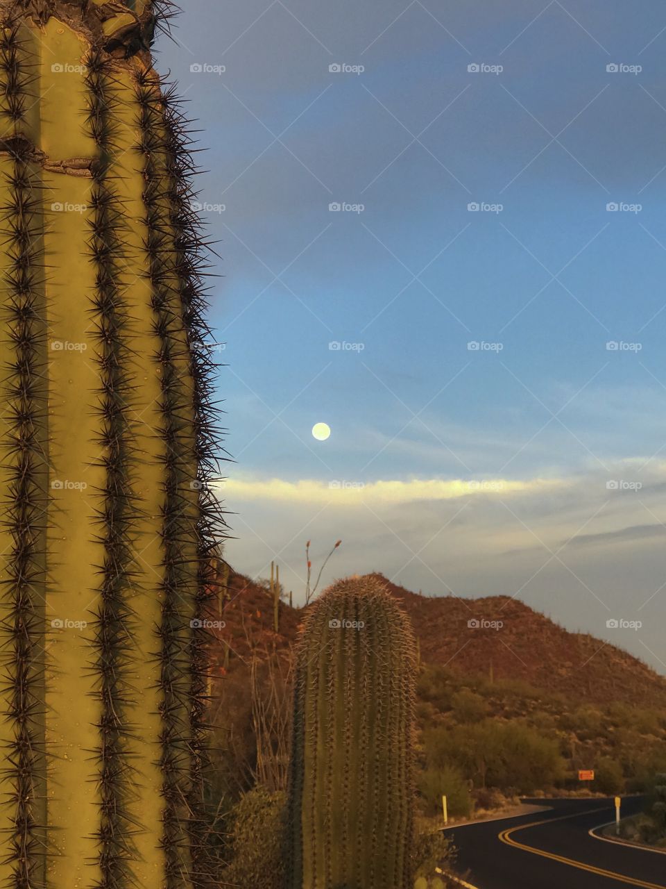 Nature - Desert Landscape 